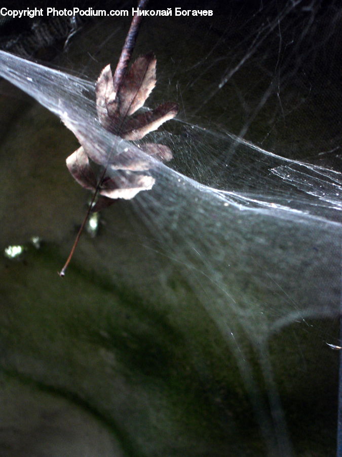 Arachnid, Garden Spider, Insect, Invertebrate, Spider