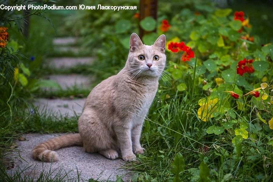 Blossom, Flora, Flower, Plant, Animal, Cat, Mammal
