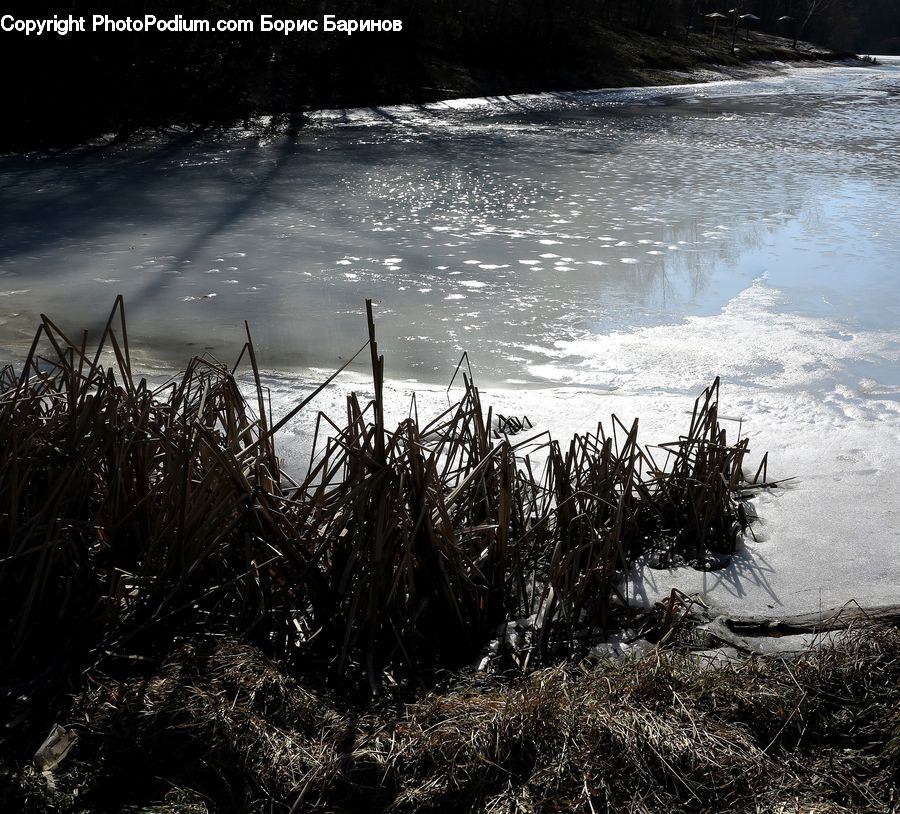 Seaweed, Field, Grass, Grassland, Plant, Reed, Outdoors