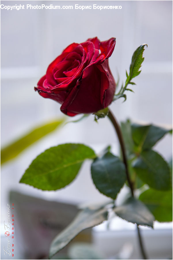 Blossom, Flower, Plant, Rose, Flower Arrangement, Ikebana, Potted Plant