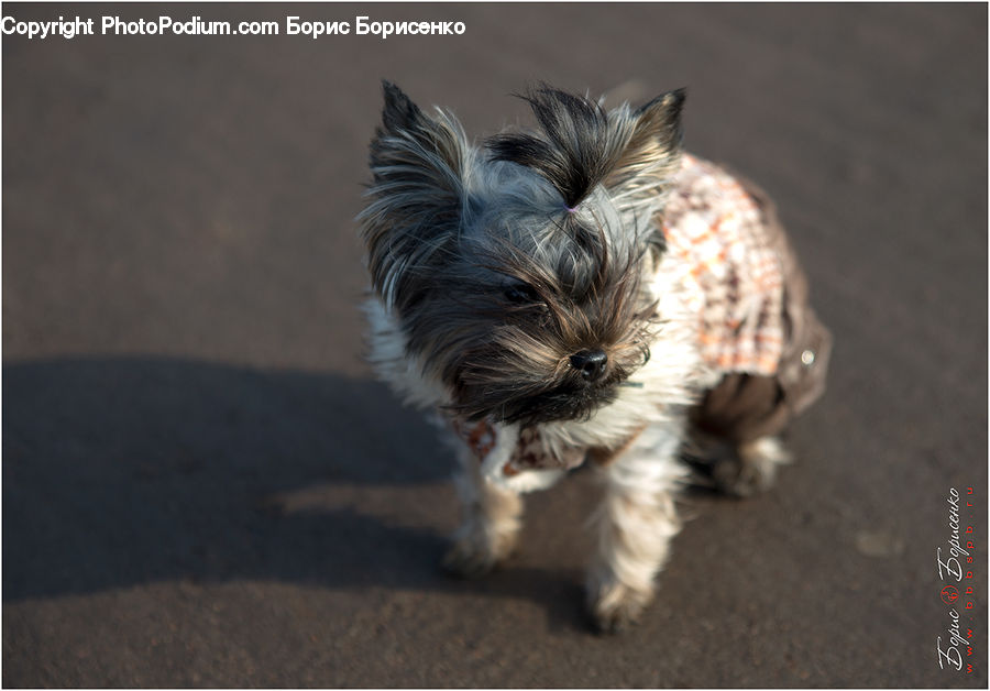 Animal, Canine, Dog, Mammal, Pet, Terrier