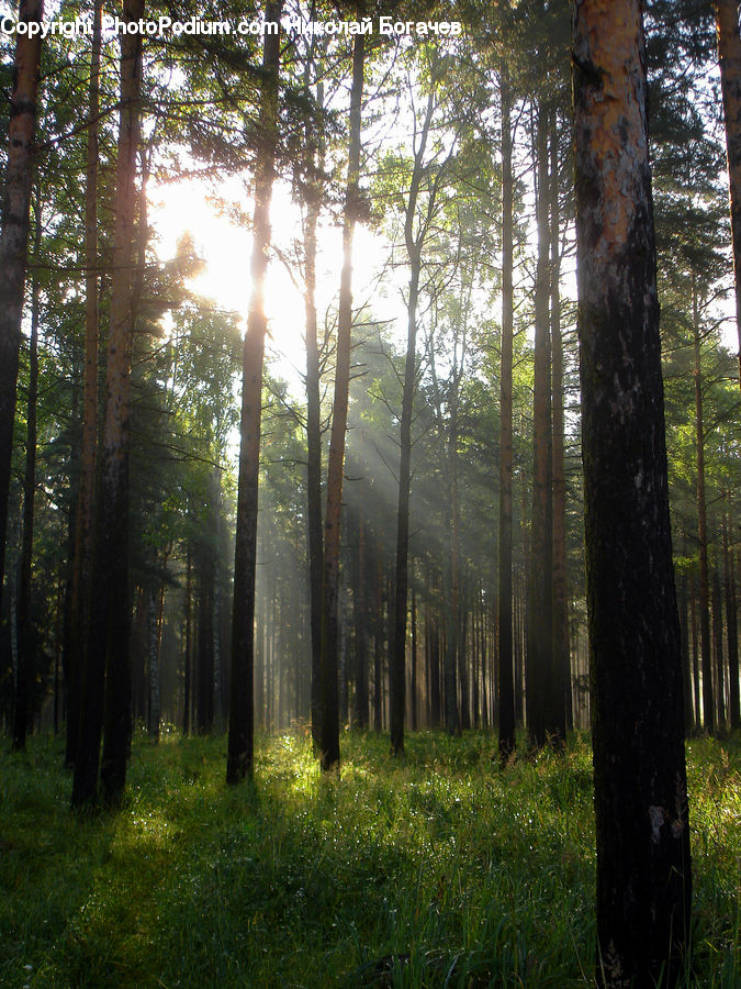 Forest, Vegetation, Grove, Land, Conifer, Fir, Plant