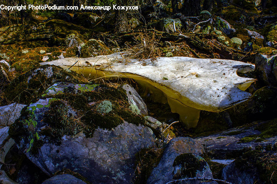 Algae, Forest, Jungle, Rainforest, Vegetation, Moss, Plant