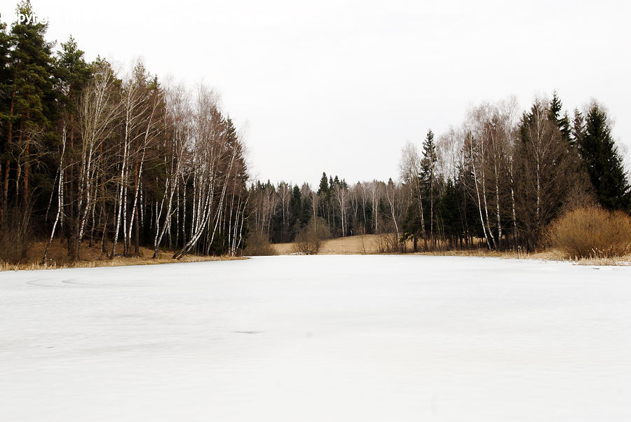 Forest, Vegetation, Birch, Tree, Wood, Conifer, Fir