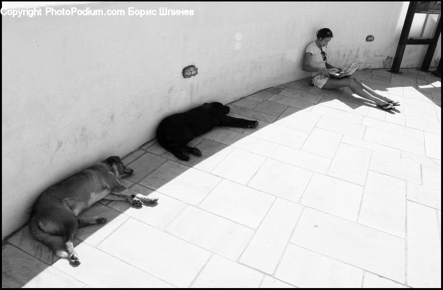 People, Person, Human, Sitting, Animal, Bathtub, Tub