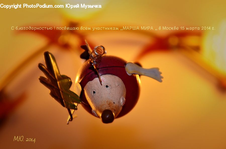 Insect, Invertebrate, Blossom, Flora, Flower, Plant