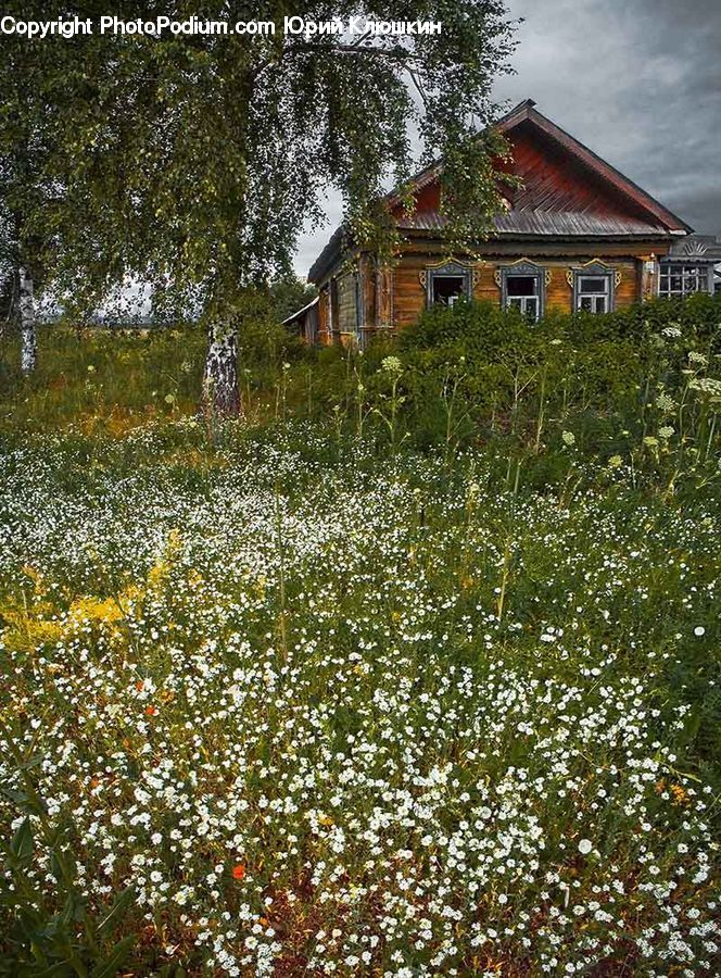 Building, Cottage, Housing, Cabin, Hut, Rural, Shack