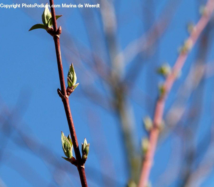 Bud, Plant, Blossom, Flora, Flower