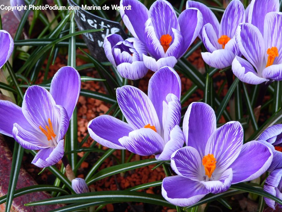 Blossom, Crocus, Flora, Flower, Plant, Violet