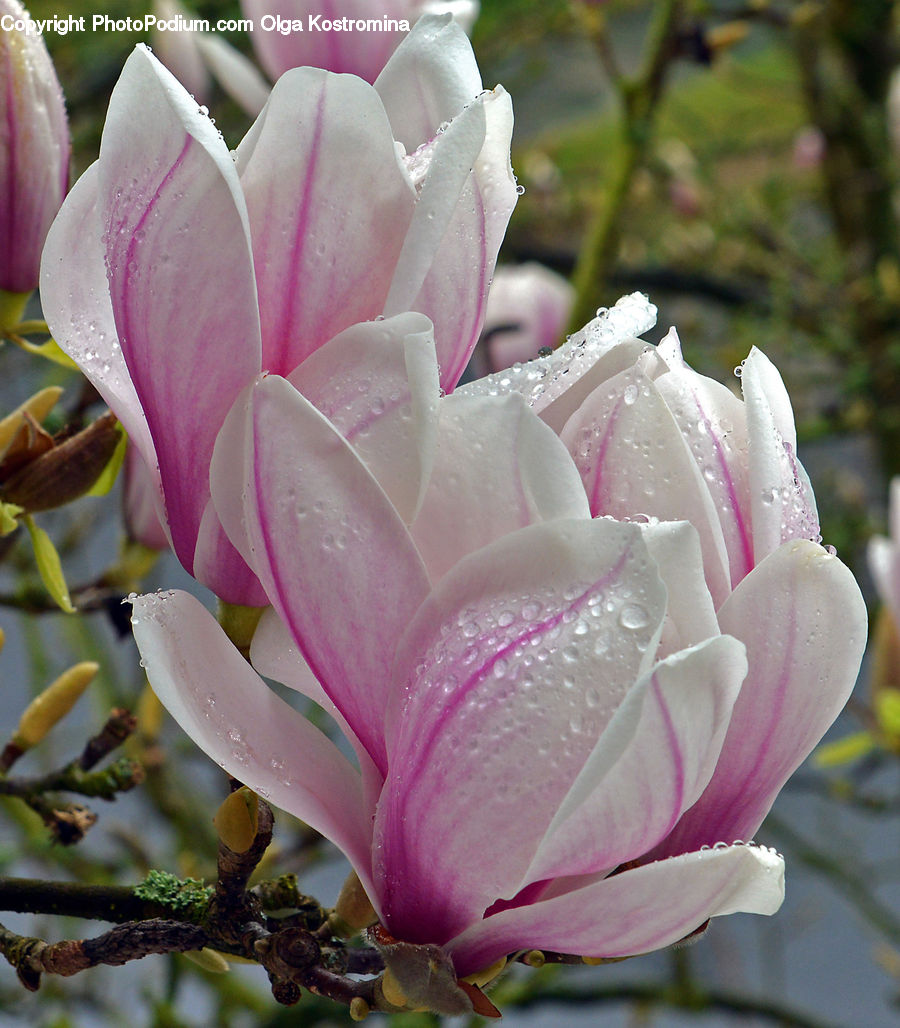 Blossom, Flora, Flower, Petal, Plant, Rose, Geranium