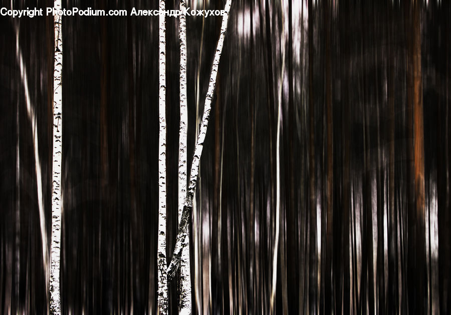 Forest, Vegetation, Birch, Tree, Wood, Plant, Fir