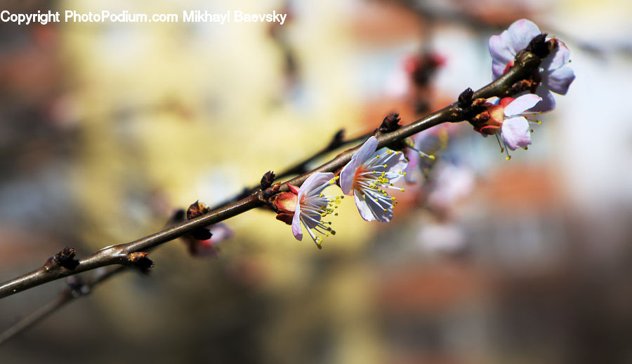 Blossom, Cherry Blossom, Flower, Flora, Pollen, Plant, Conifer