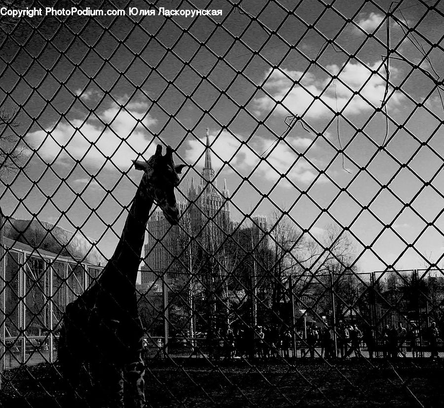Fence, Plant, Tree