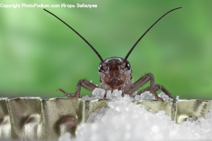 Insect, Invertebrate, Mantis, Cricket Insect, Grasshopper, Rust, Arachnid