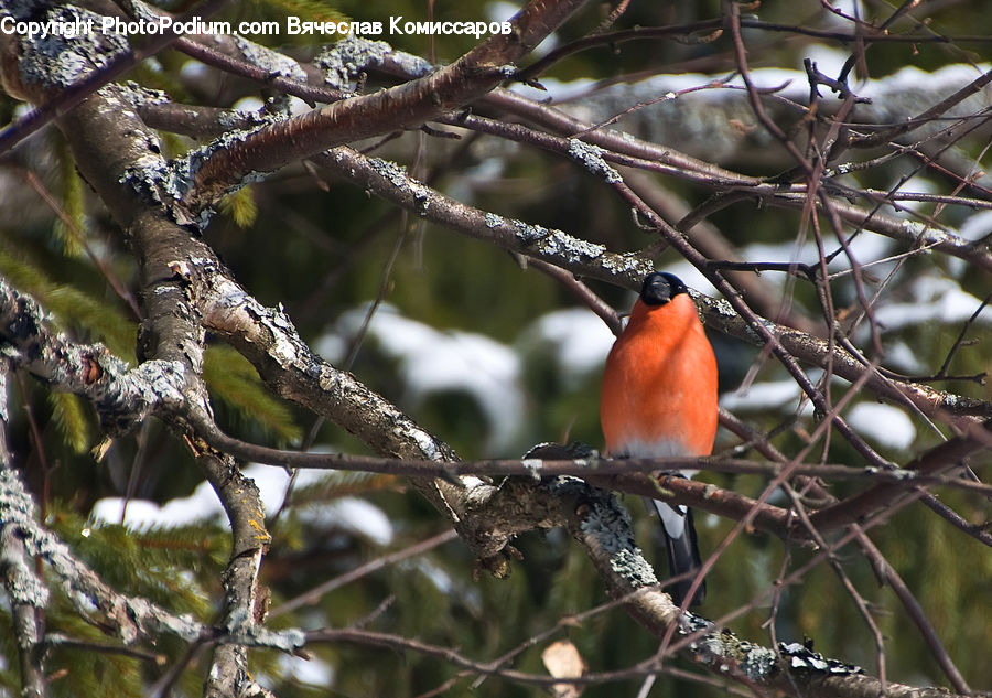 Bee Eater, Bird, Conifer, Fir, Plant, Tree, Blue Jay