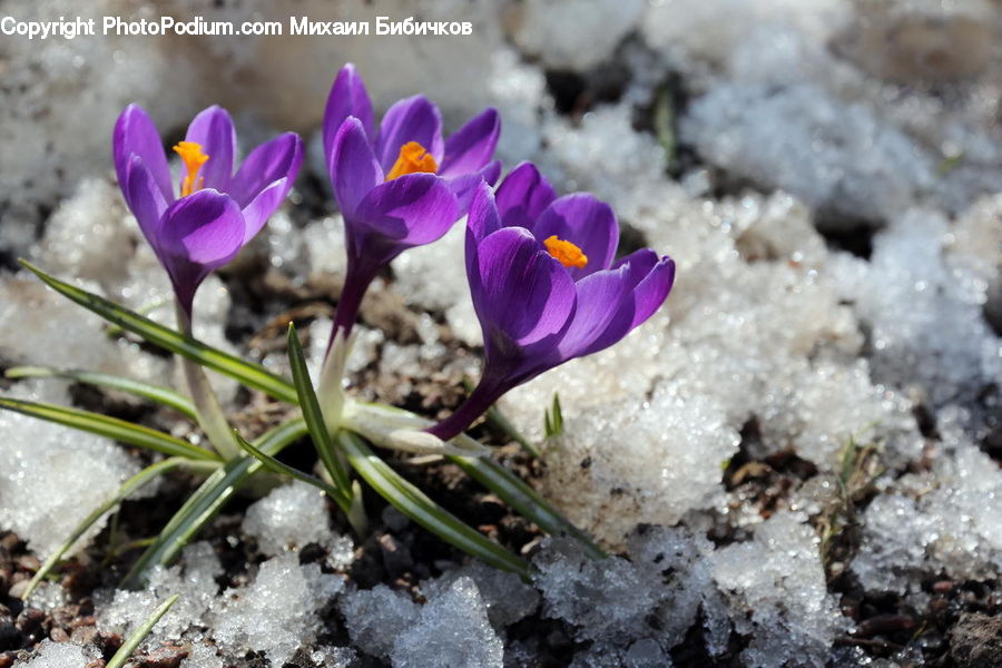 Blossom, Crocus, Flora, Flower, Plant, Ant, Insect
