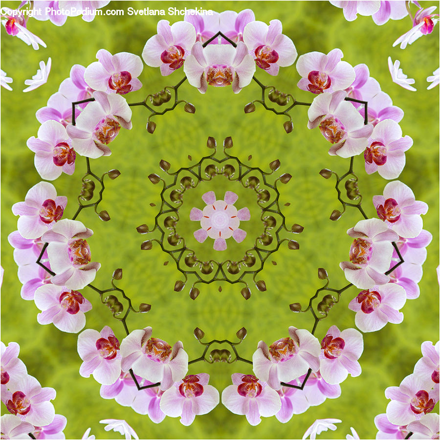Blossom, Flora, Flower, Plant, Paisley, Cushion, Home Decor