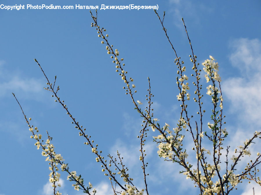 Field, Grass, Grassland, Plant, Blossom, Cherry Blossom, Flower