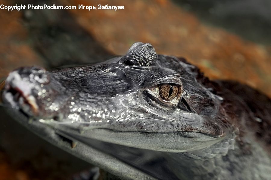 Alligator, Crocodile, Reptile
