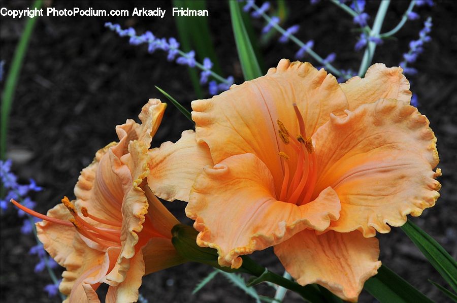 Flora, Flower, Hibiscus, Plant, Poppy, Gladiolus, Agaric