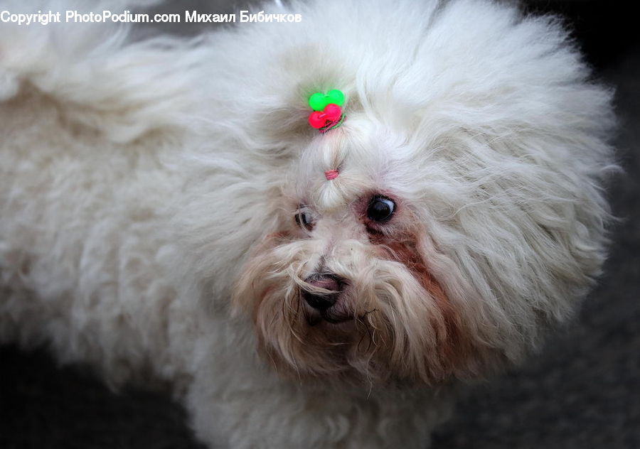 Animal, Pet, Canine, Dog, Mammal, Poodle
