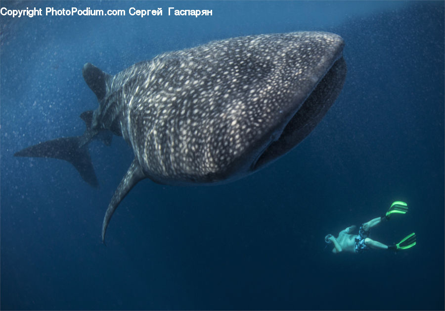 Fish, Sea Life, Diver, Diving, Sport, Water, Snorkeling