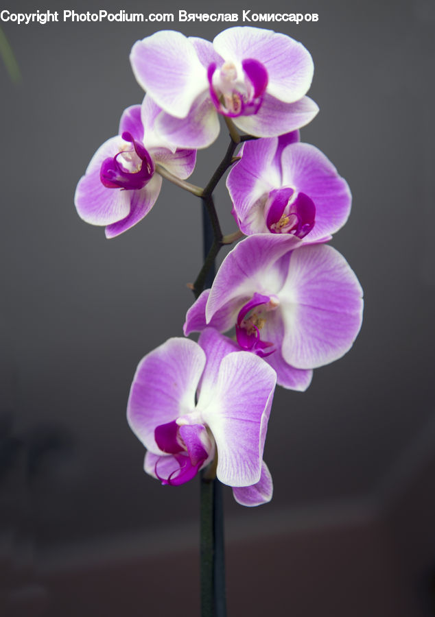 Blossom, Flora, Flower, Orchid, Plant, People, Person