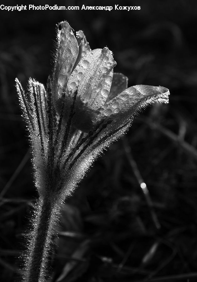 Blossom, Flora, Flower, Plant, Frost, Ice, Outdoors