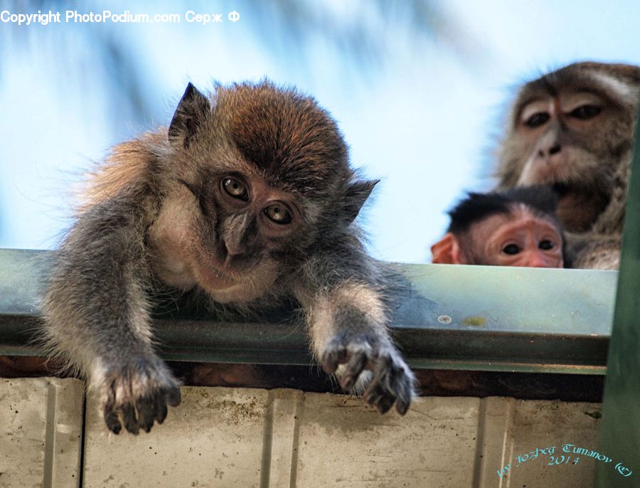 People, Person, Human, Animal, Mammal, Monkey, Head