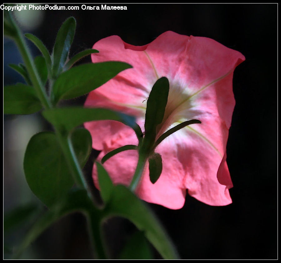 Blossom, Flora, Flower, Geranium, Plant, Gladiolus, Anther