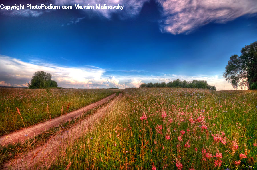 Field, Grass, Grassland, Land, Outdoors, Blossom, Flora