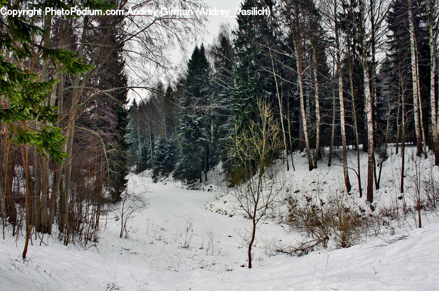 Conifer, Fir, Plant, Tree, Forest, Jungle, Rainforest