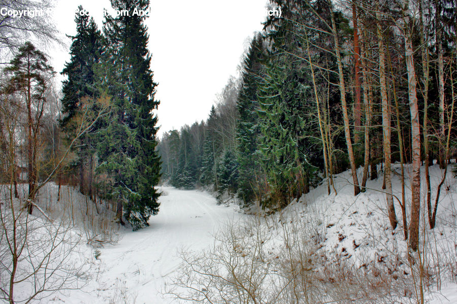 Conifer, Fir, Spruce, Wood, Plant, Tree, Forest