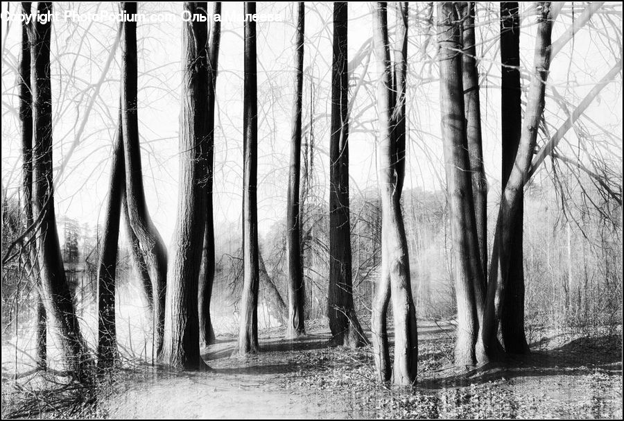 Birch, Tree, Wood, Forest, Vegetation, Grass, Plant