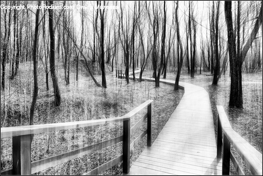 Boardwalk, Deck, Path, Sidewalk, Walkway, Railing, Dock