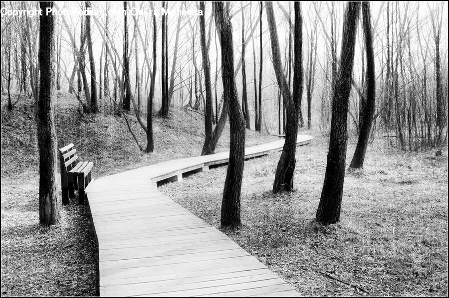 Boardwalk, Deck, Path, Sidewalk, Walkway, Pavement, Forest
