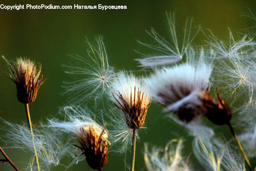 Grain, Seed, Dandelion, Flower, Plant, Asteraceae, Blossom