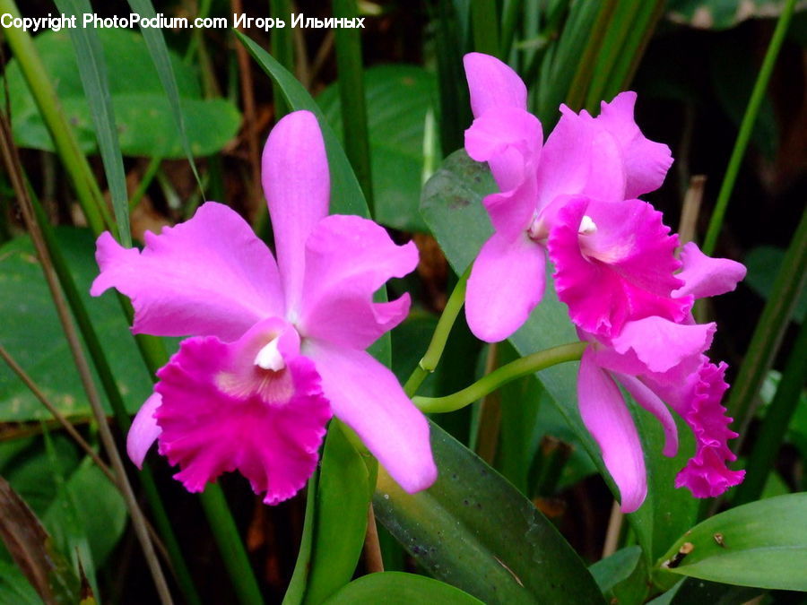 Flora, Flower, Gladiolus, Plant, Blossom, Orchid, Petal