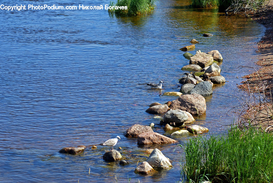 Outdoors, Pond, Water, Rock, Land, Marsh, Swamp