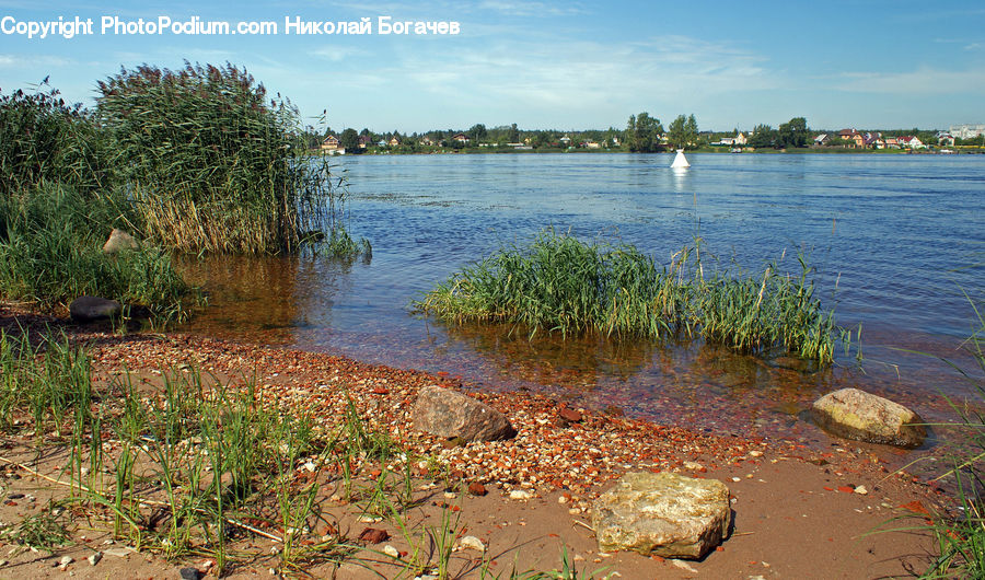 Land, Marsh, Outdoors, Swamp, Water, Lake, Amaranthaceae