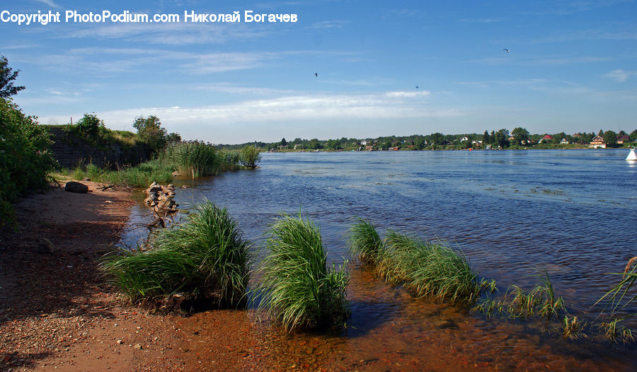 Algae, Land, Marsh, Outdoors, Swamp, Water, Field