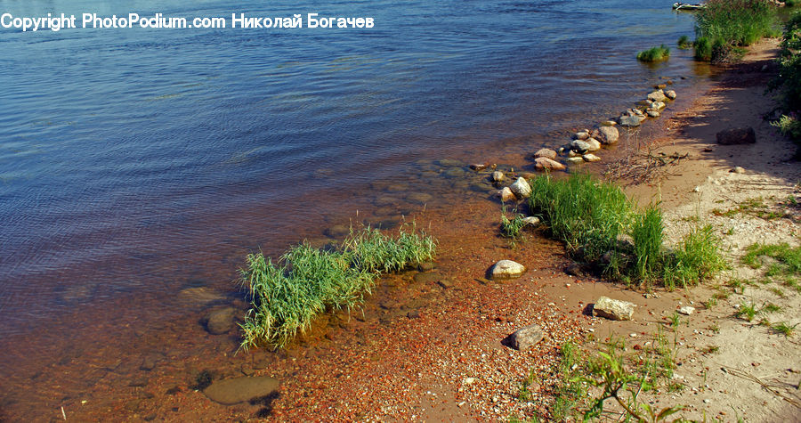 Algae, Soil, Outdoors, River, Water, Beach, Coast