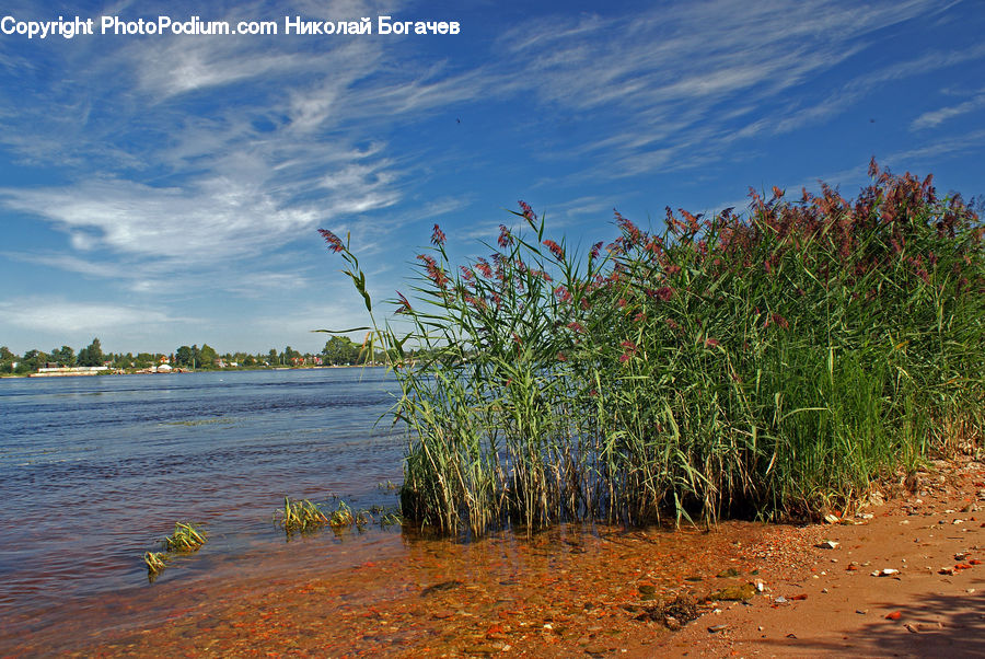 Field, Grass, Grassland, Plant, Beach, Coast, Outdoors