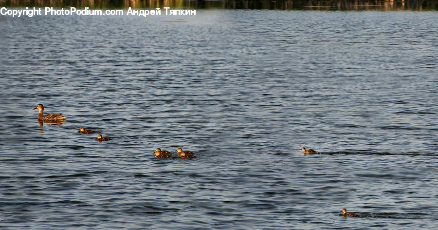 Bird, Goose, Waterfowl, Duck, Teal, Sport, Swimming