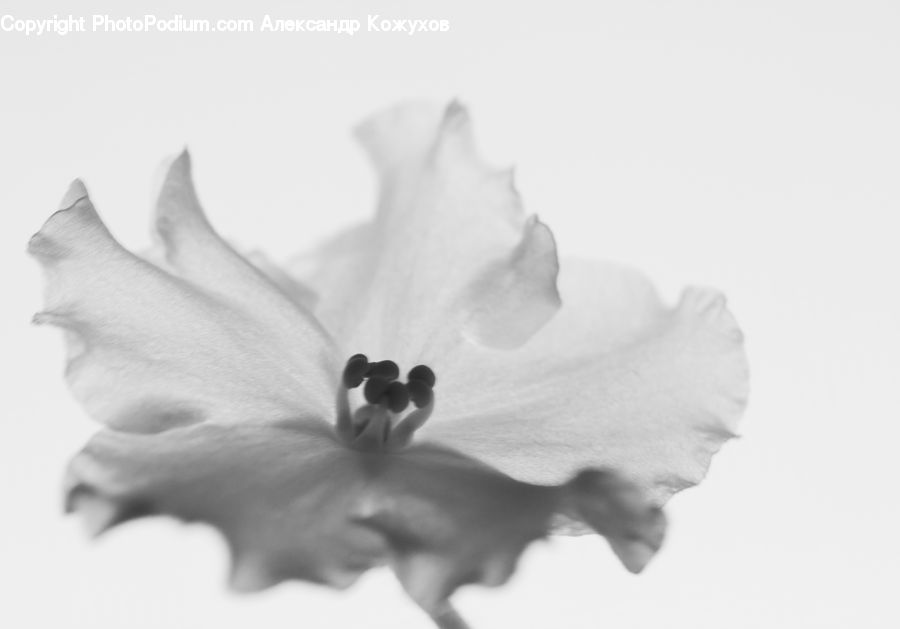 Blossom, Daffodil, Flora, Flower, Plant, Petal, Amaryllis