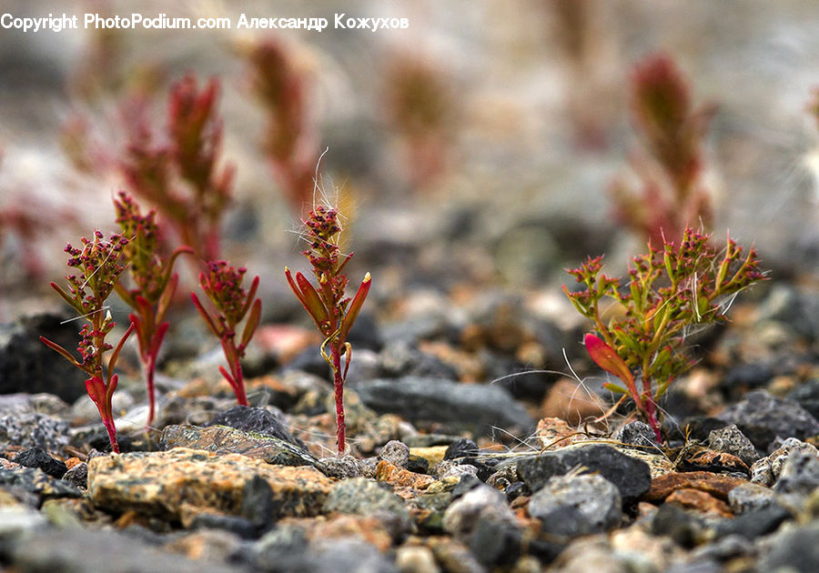 Moss, Plant, Soil, Blossom, Flora, Flower, Rock