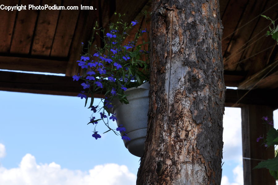 Plant, Potted Plant, Ivy, Vine, Blossom, Flora, Flower