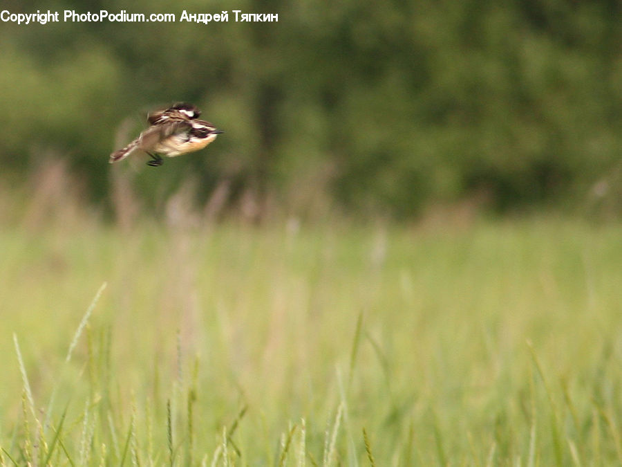 Field, Grass, Grassland, Plant, Bird, Buzzard, Harrier