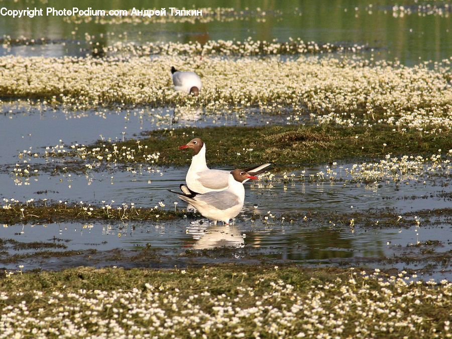 Bird, Duck, Teal, Waterfowl, Goose, Crane Bird, Heron