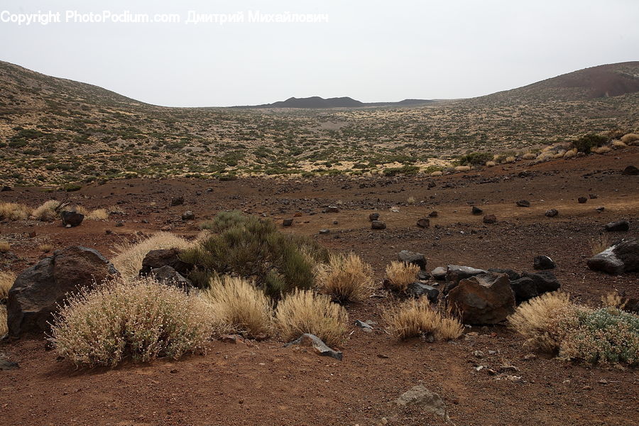 Desert, Outdoors, Soil, Ground, Bush, Plant, Vegetation